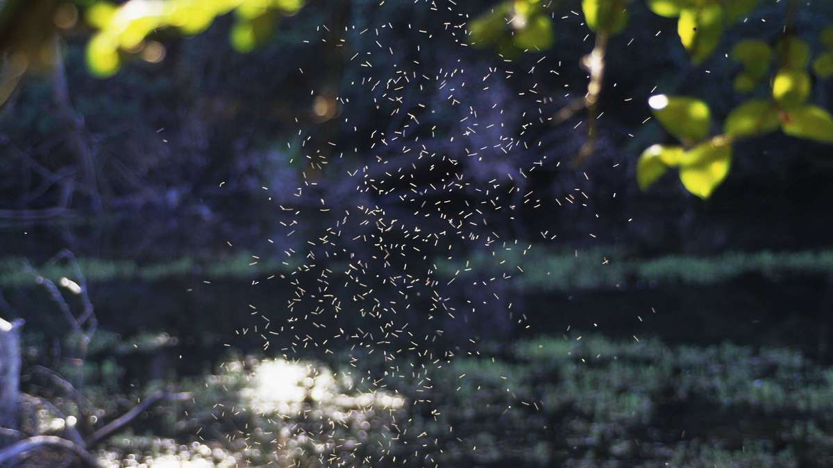 Arrêter les piqûres de moustiques : Six astuces naturelles contre les ravageurs