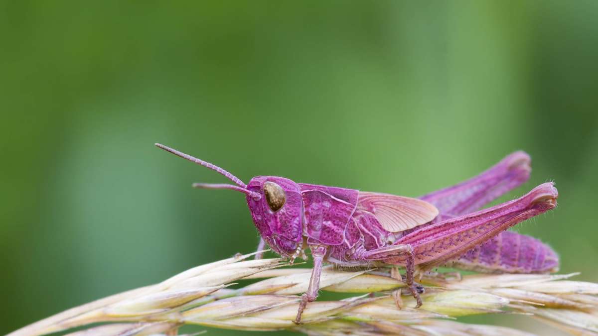 Pretty in Pink: This is not an AI creation, this locust really exists