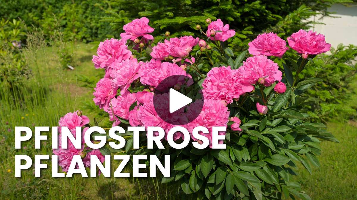 Qui plante mal les pivoines, attend en vain les fleurs