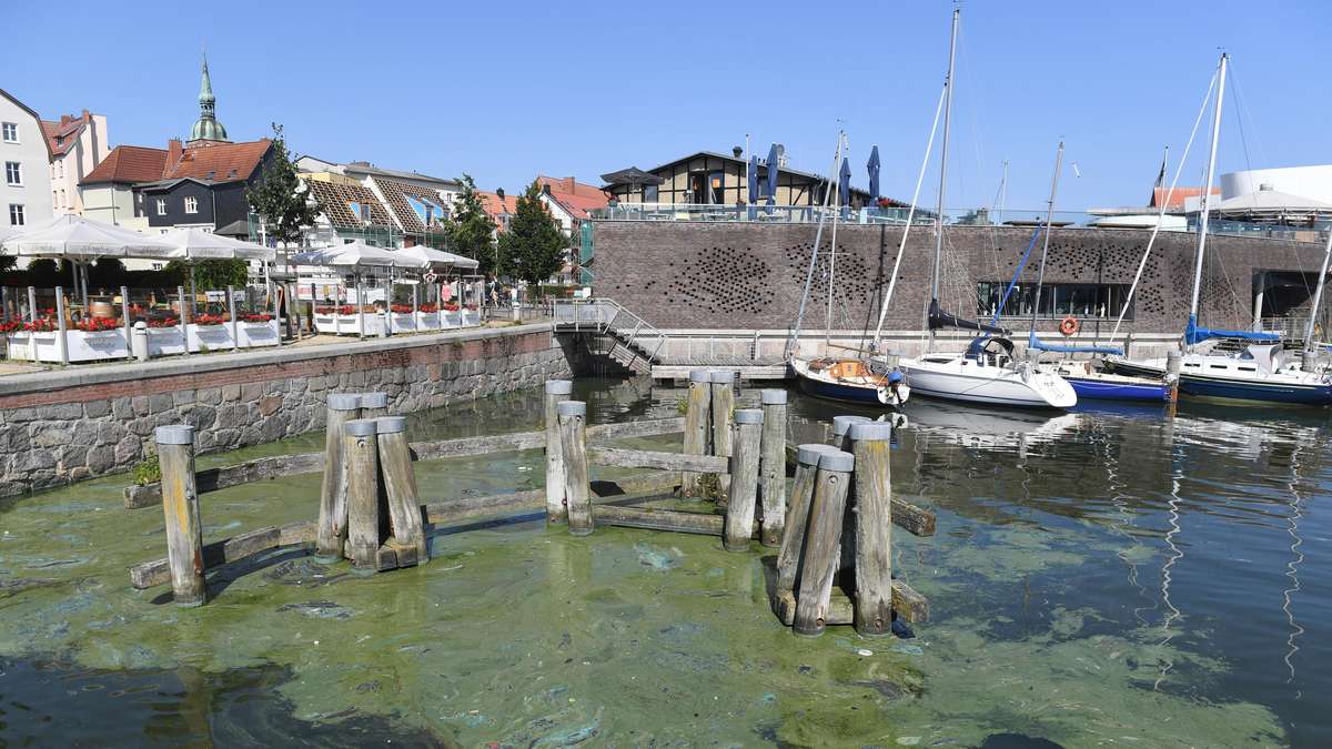 Algas tóxicas que van hacia las playas del Mar Báltico: Donde el baño ahora es arriesgado para los turistas