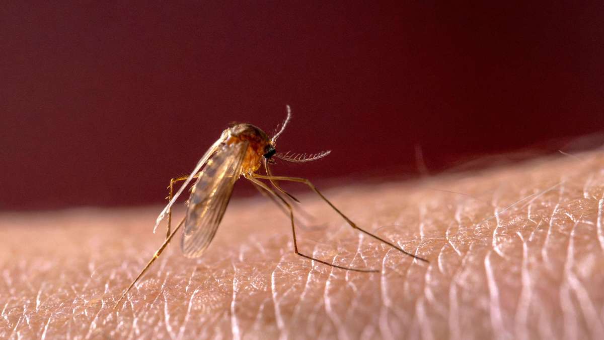 Mosquitoes select their victims specifically - Each species uses different signals on your skin