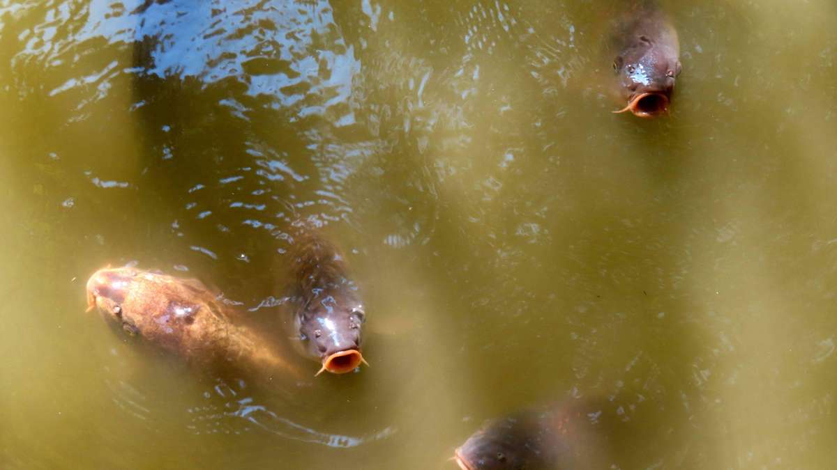Heatwave tue 200 carpes dans l'étang médiéval – maintenant un village entier se bat pour sauver