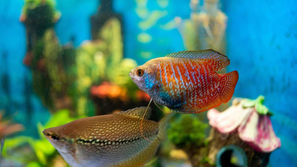 Little space, lots of life: These fish make your small aquarium a highlight