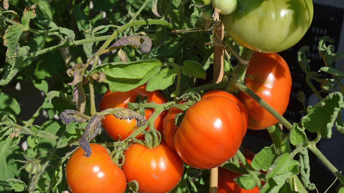 Cuidado con la cosecha de tomate: Estos tres errores fatales arruinan el gusto
