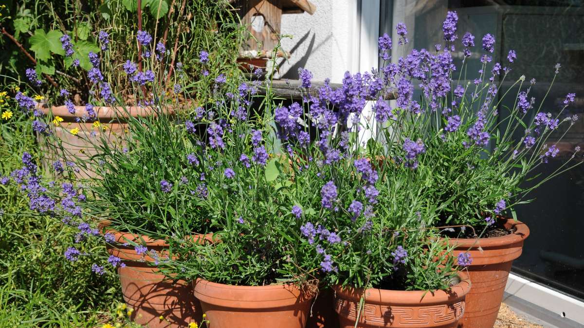 Lavande dans le pot: Avec ce simple test, vous trouverez le bon moment pour lancer
