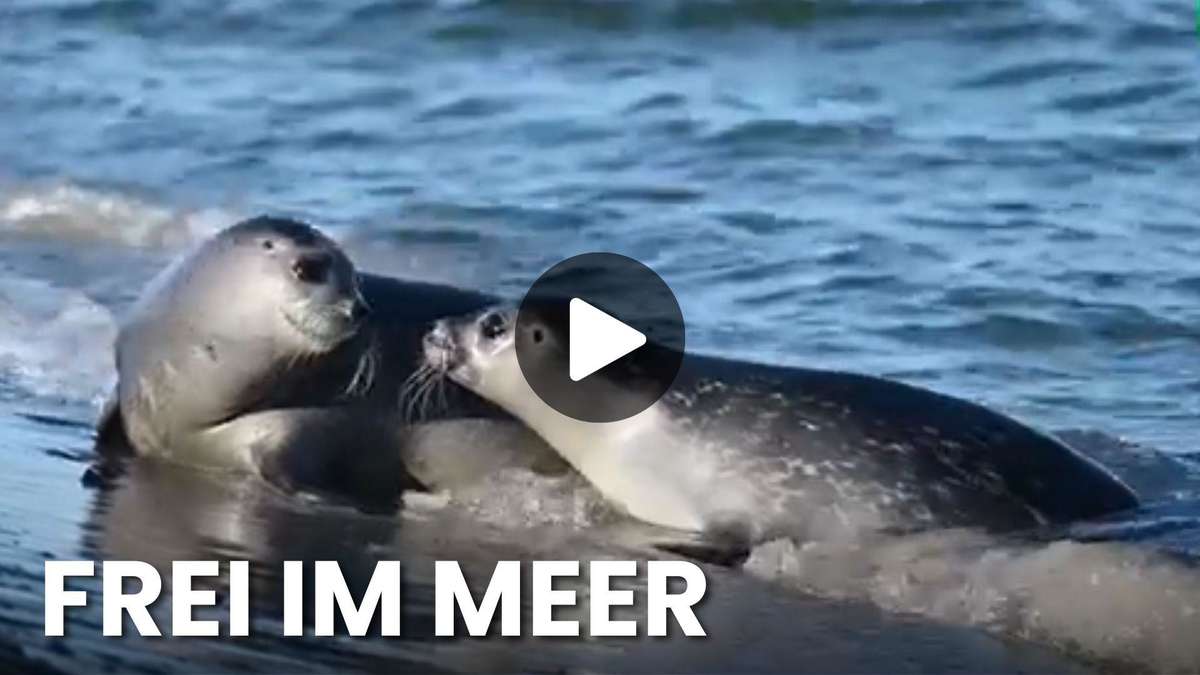 Sceaux en vidéo: Ernie, Tiffy et Lucy de retour en mer du Nord