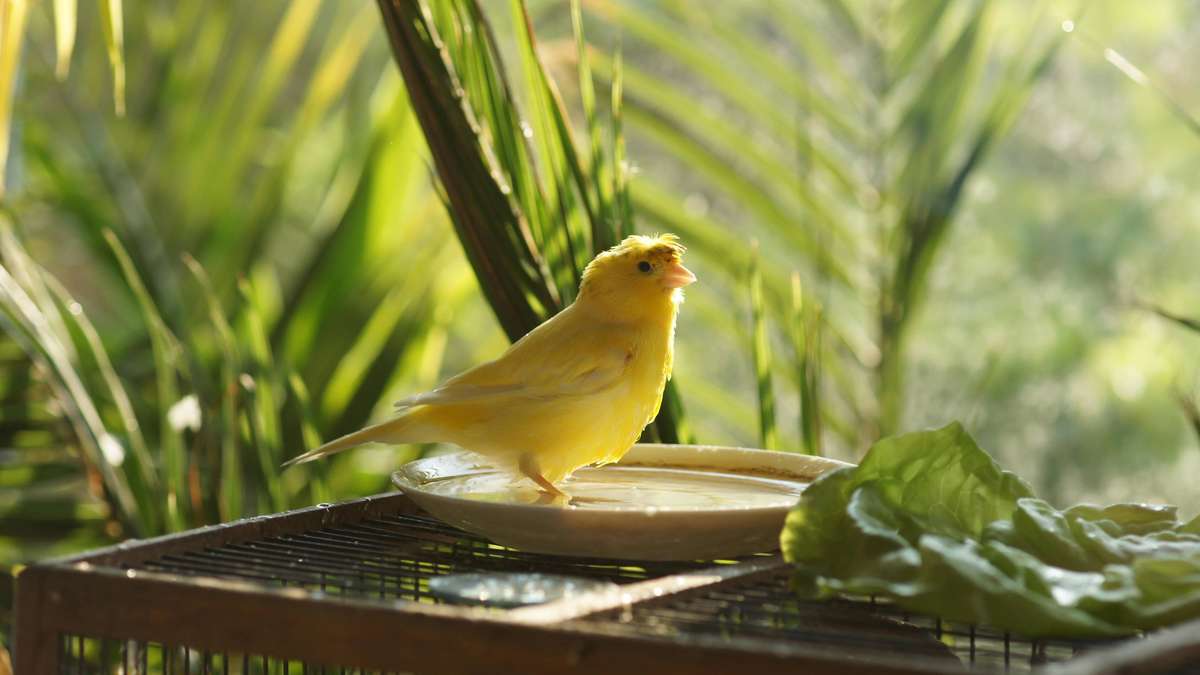 Canary Bird: What the little singer really expects from his holders