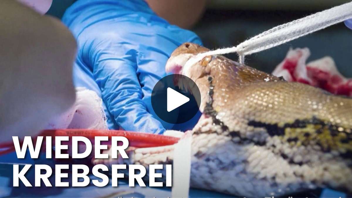 "Jodie Forster" hace historia: serpiente curada de cáncer