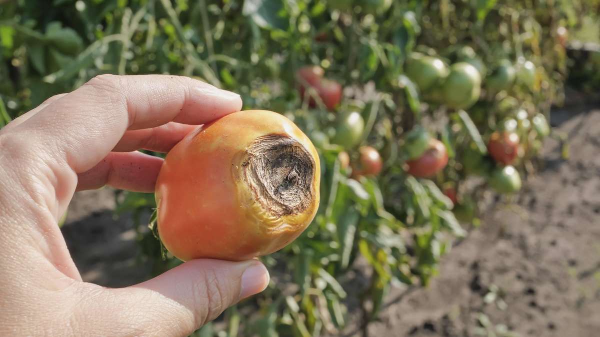 Les taches brunes sur les tomates: Quand retirer les fruits immédiatement