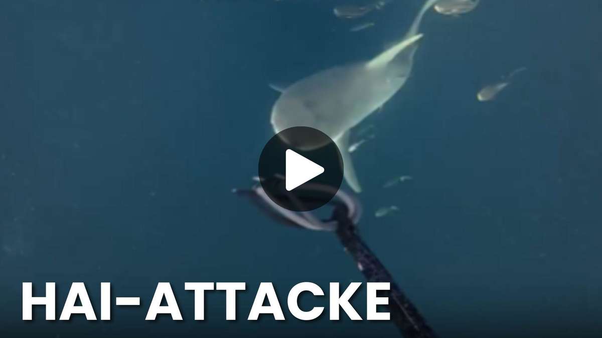 Spearfisher fights alone against three sharks – this is how the encounter ends