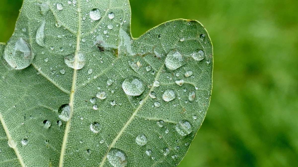 ثلاثة أنواع من المطر، ولكن واحد فقط يغذي نباتاتك للجذر - هل تعرف الاختلافات؟?