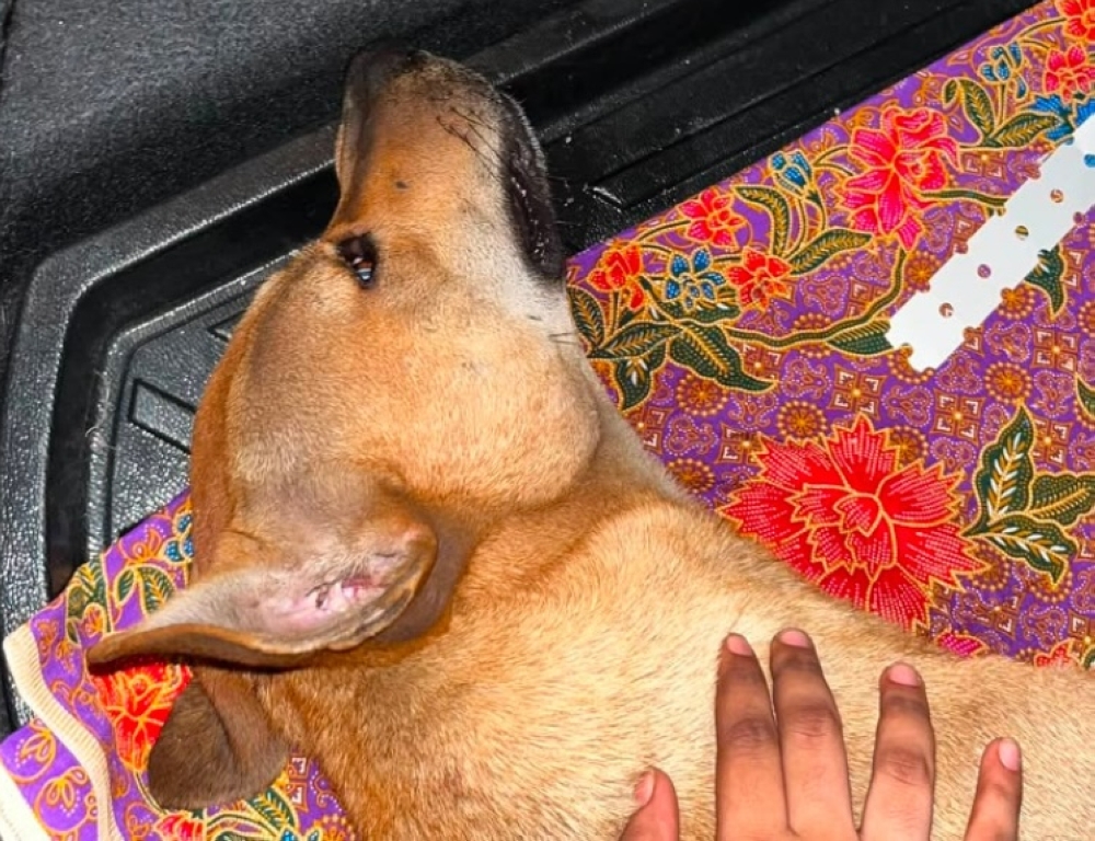 Selangor Veterinary Department probes viral dog abuse incident in Port Klang