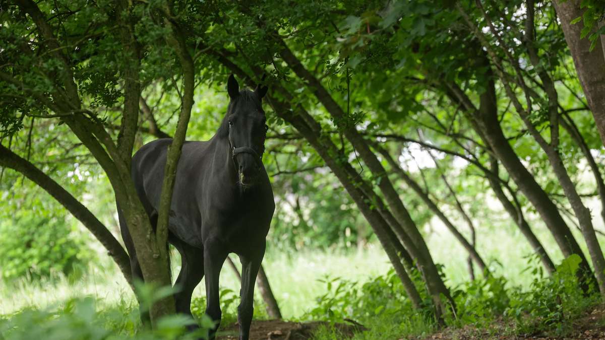 District of Forchheim: Horse runs on the road – car and animal collide