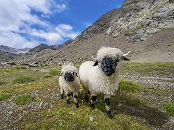 Drama en los Alpes Suizos: Casi 100 ovejas muertas por rayos
