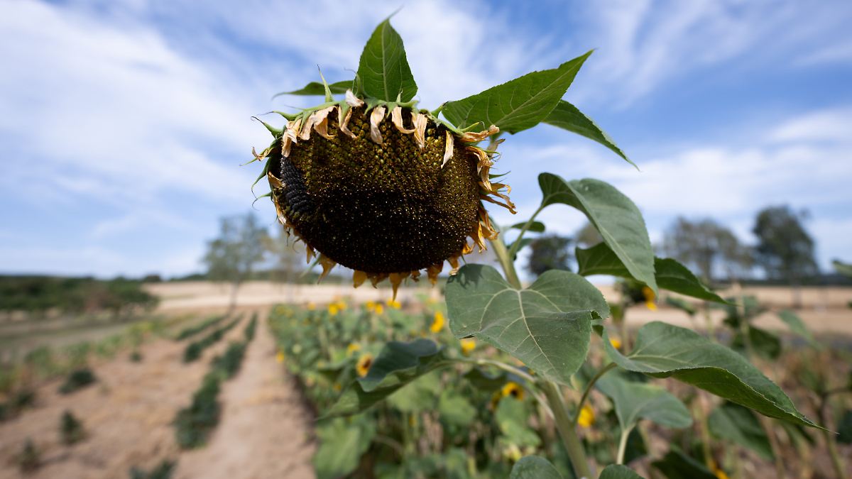 June and July were warmer than ever in Western Europe
