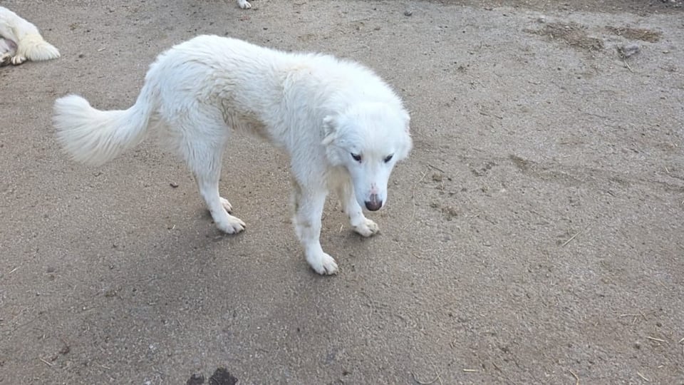 Investigation published – Animal welfare case Ramiswil SO: euthanizing all dogs was unnecessary